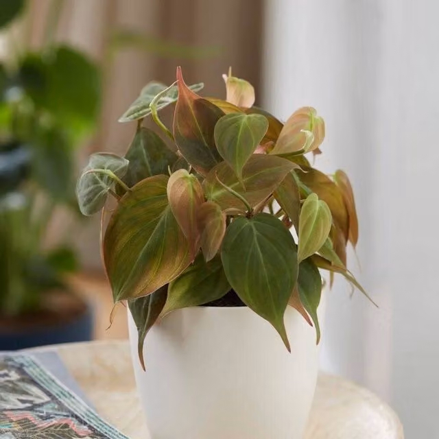 Primrose Philodendron Micans Sweetheart Heart-Leaf Indoor Plant in a 12cm Green Pot, Height: 10cm