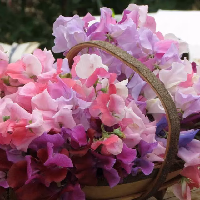 Unwins Bubblegum Mix Sweet Pea Flower Seeds, Multicolour Climber