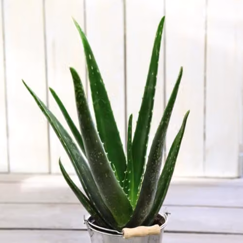 Thompson & Morgan Aloe Vera Medicinal Succulent Houseplant, Green, 1x 12cm Potted Plant