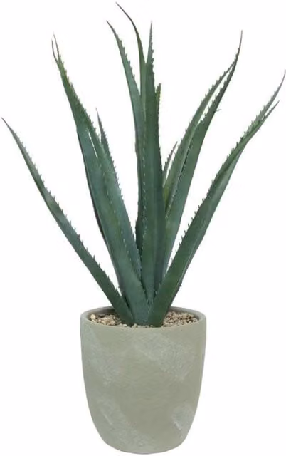 KDMD Medium Potted Botanica Agave Succulent in Grey and Green