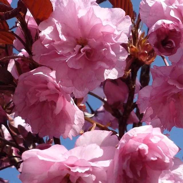 Direct Plants Dwarf Patio Royal Burgundy Flowering Japanese Cherry Tree, Pink/Purple/Red, 5 Litre Pot