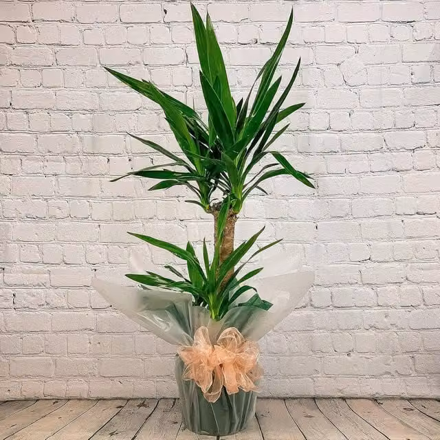 All Occasions Yucca 2 Stem Real Indoor Plant, Green, Height: 100 cm