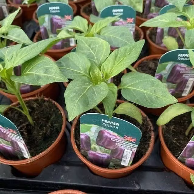 Plants by Post Sweet Pepper Tequila Vegetable Grow Kit, Set of 3, Green, Orange and Yellow