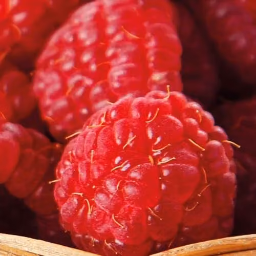 Thompson and Morgan Raspberry Autumn Bliss Red Berries with 12 Canes, 4 Large Patio Pots and Saucers – 2