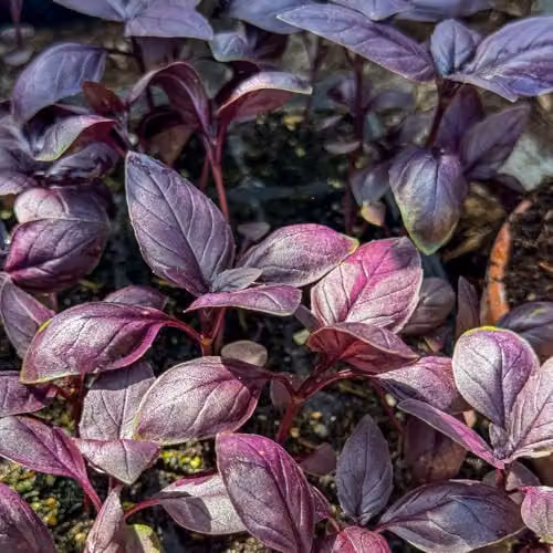 Thompson & Morgan Basil Basilicious Velvet-Spice F1 Purple Half-Hardy Annual Herb Seeds, 100 Seeds – 2