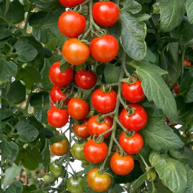 Marshalls Garden Shirley F1 Cordon Red Tomato Seeds