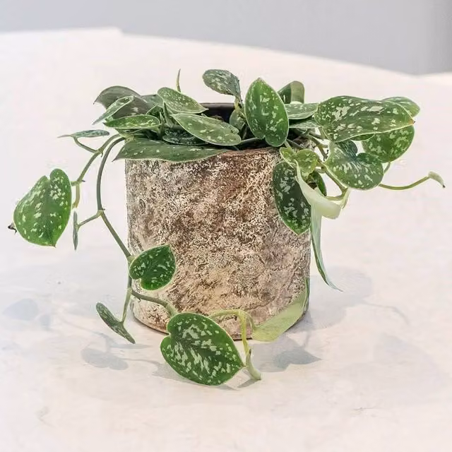 Primrose Scindapsus Pictus Argyraeus Satin Pothos Indoor Plant in a 12cm Green Pot, Height: 15cm