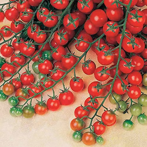 Thompson and Morgan Tomato Sweet Success Vegetable Seeds – 3