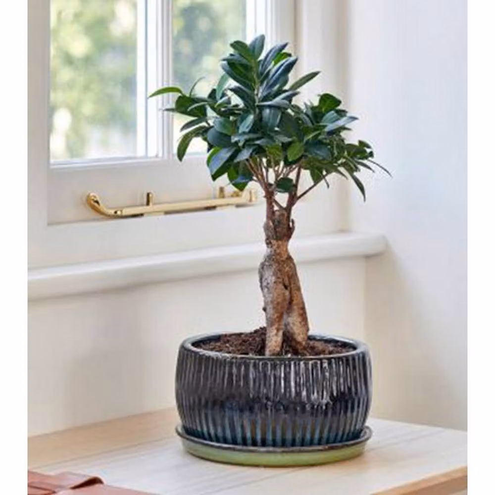 Lemon Pavilion Furniture and Decor Round Reactive Glaze Bonsai Planter Set of 2 in Green and Multicolour, W: 24.5 cm, D: 24.5 cm, H: 12 cm – 2