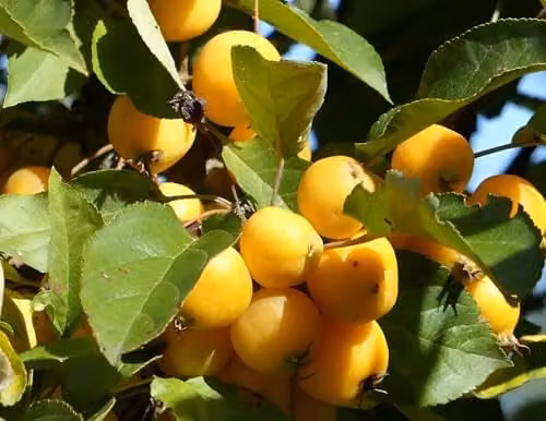 Direct Plants Malus Butterball Crab Apple Fruit Tree, Height: 182.88 cm, Supplied in a Pot