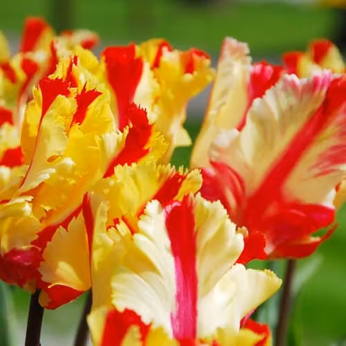 Thompson & Morgan Tulip Flaming Parrot Bulbs, Yellow and Scarlet Red Fringed Blooms, 8 Bulbs – 3