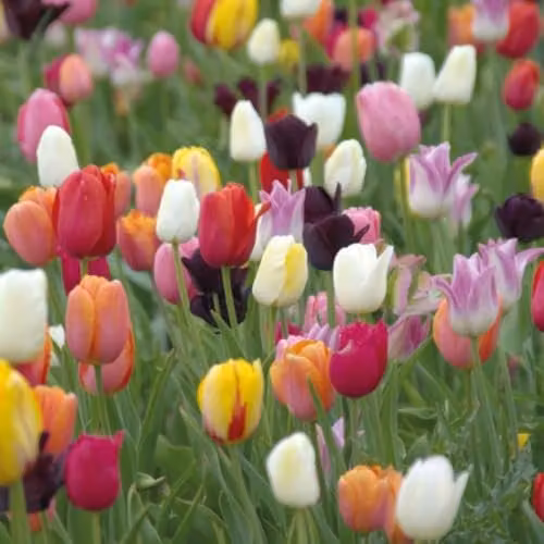 Thompson and Morgan Tulip Miniature Everlasting Mix 8 Hardy Spring-Flowering Bulbs, Multicolour