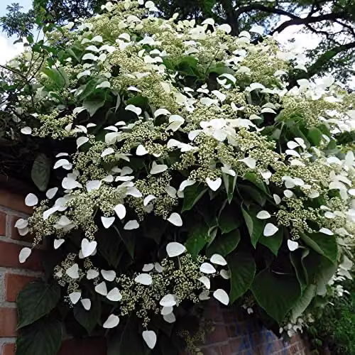 Thompson and Morgan Japanese Climbing Hydrangea Anomala Petiolaris with White Blooms, 1 x 1.7 Litre Potted Plant – 1