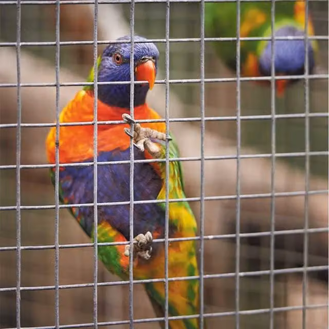 Garden Mile Silver Galvanised Steel Square Chicken Wire Mesh