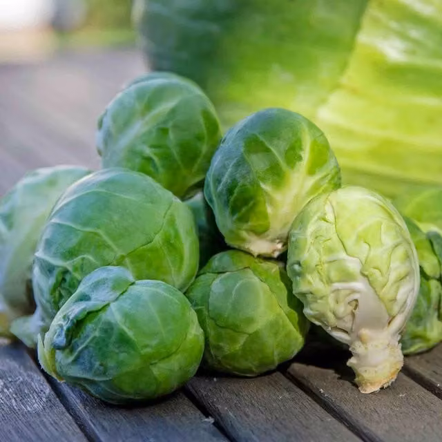 Marshalls Garden Clodius F1 Brussels Sprout Vegetable Seeds, 30 Seeds, Green