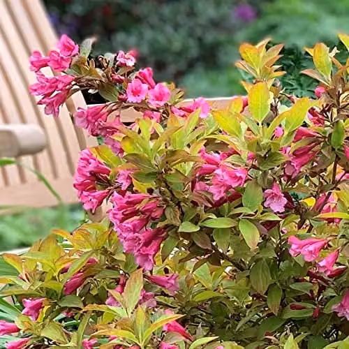 Thompson & Morgan Weigela Magic Carpet Dwarf Hardy Ornamental Shrub with Orange Foliage and Pink Blooms, 2 x 9cm Potted Plants – 2