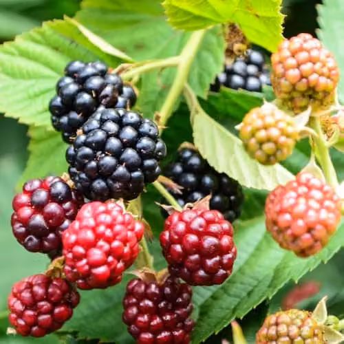 Thompson and Morgan Little Black Prince Thornless Compact Ever-Bearing Blackberry Fruit Bush, 1 x 3 Litre Pot