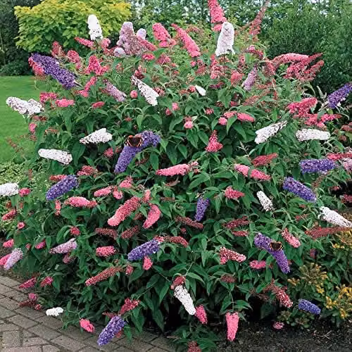 Thompson & Morgan Buddleia Tricolour Ornamental Shrub with Multicolour White, Pink and Blue Flowers