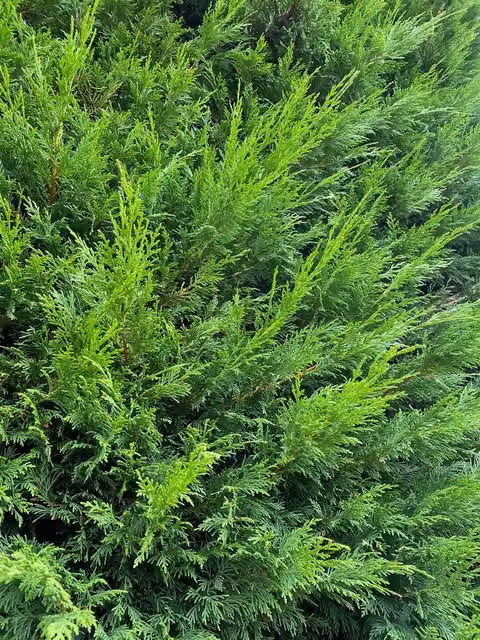 Direct Plants Green Leylandii Evergreen Conifer Trees for Hedging, 3L Potted – 1