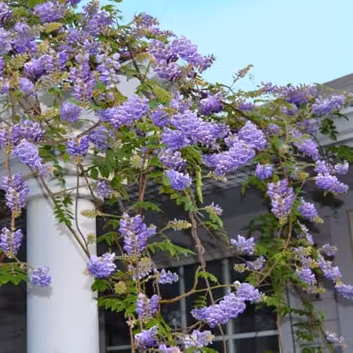 Thompson & Morgan Wisteria frutescens Amethyst Falls Hardy Flowering Purple Climber with Tower Pot, 2 x 9cm Plants