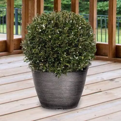 YouGarden Ilex crenata Japanese Holly Topiary Ball, Green Ornamental Shrub