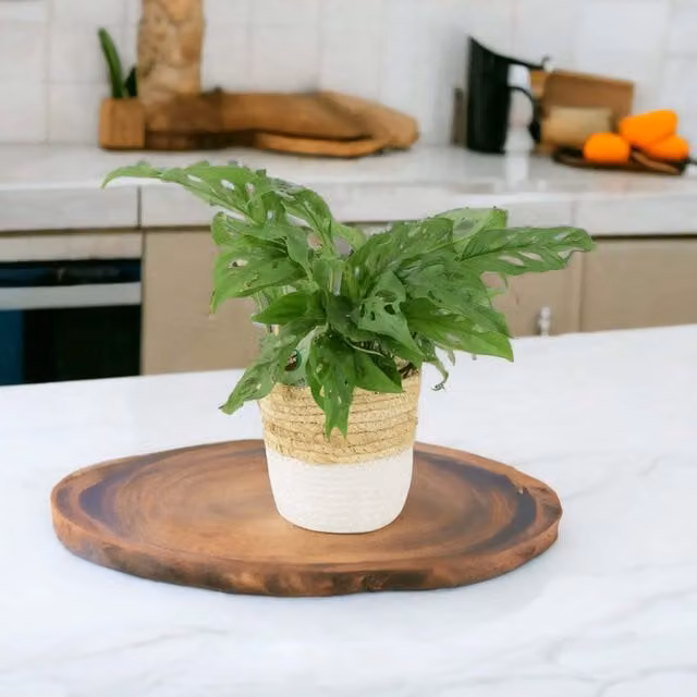 Plants by Post Monstera Monkey Mask Swiss Cheese Indoor Houseplant in a 12cm Pot, Leaf Green