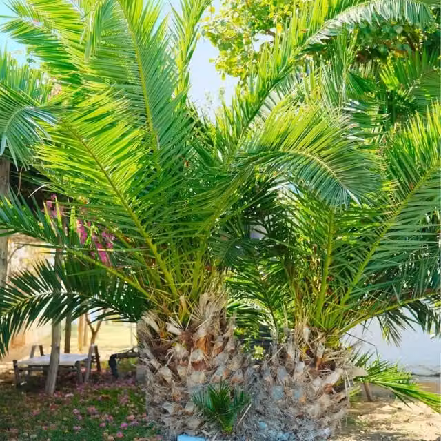 Thompson & Morgan Phoenix Palm Green Perennial Ornamental Tree