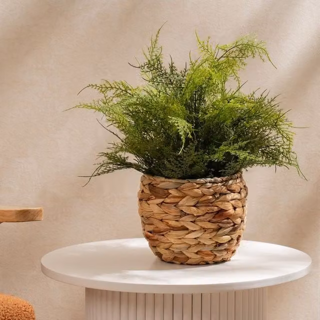 Scottish Everlastings Ltd Green Fern in a Rustic Rattan Basket, Height: 43 cm