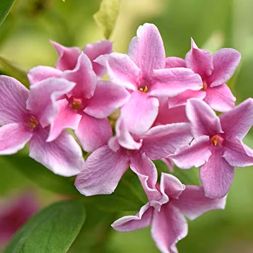 Thompson and Morgan Jasminum stephanense Starry Starry Summer Scent Climbing Shrub, 3 x 9cm Pots – 1