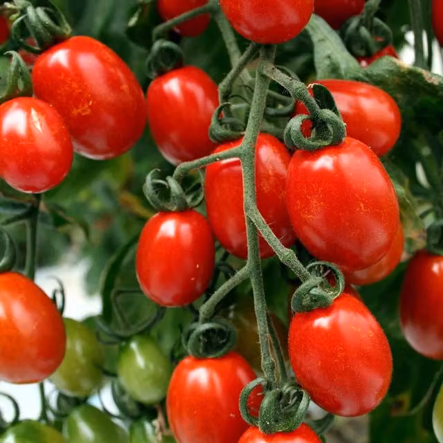 Marshalls Garden Sungrape F1 Sweet Orange-Red Cherry Tomato Seeds, 6 Seeds