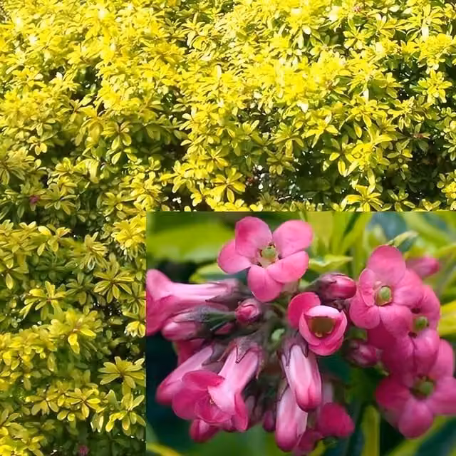 Direct Plants Escallonia Golden Ellen Evergreen Garden Shrub Plant, Purple