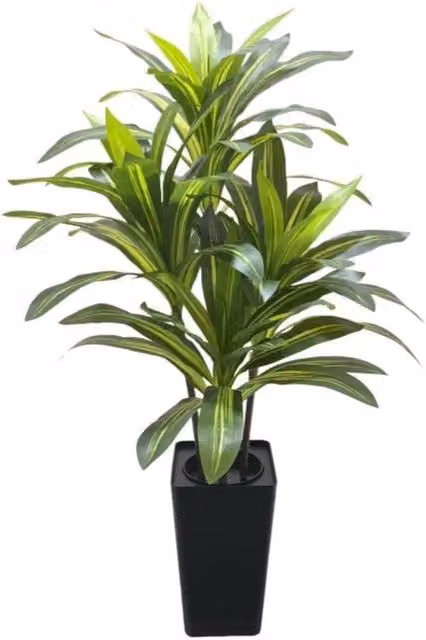 VOGREX Artificial Dracaena Tree in Green, Height: 180 cm