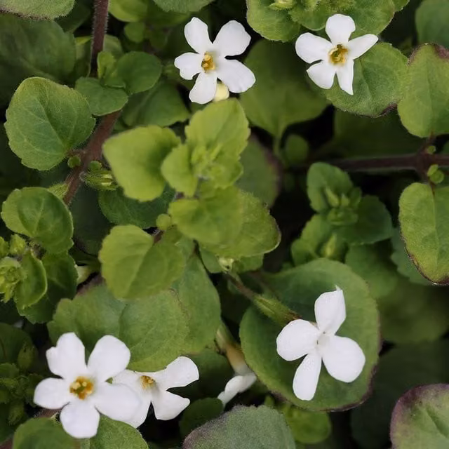 Plant Theory Set of 3 White Snowflake Bacopa Bedding Plants (Chaenostoma Cordatum) in 9cm Pots