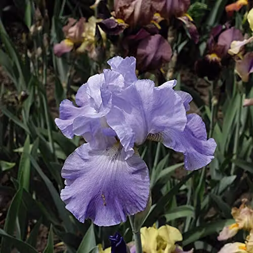 Thompson and Morgan Iris Re-Blooming Victoria Falls Hardy Perennial Flowering Garden Plant, 1x Bare Root, Blue and Purple – 2