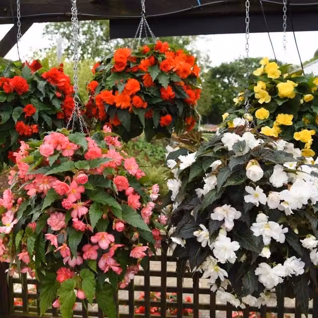 Thompson and Morgan Begonia Nonstop Joy Mix Garden Ready Bedding Plants in Red, Orange, Yellow and White