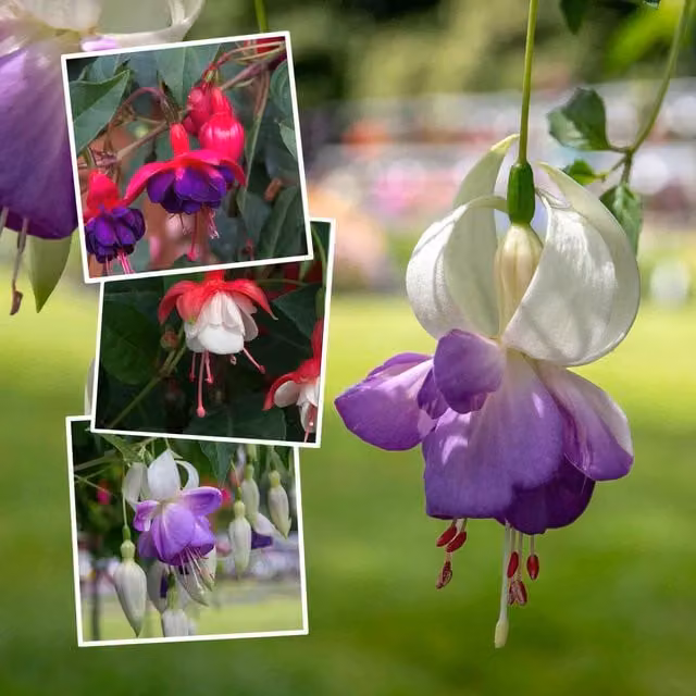 Marshalls Hardy Fuchsia Perennial Collection for Ornamental Outdoor Gardens, Multicolour