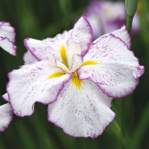 Thompson & Morgan Iris ensata Dinner Plate Tiramisu Japanese Iris, 2 x 11cm Pots – 1