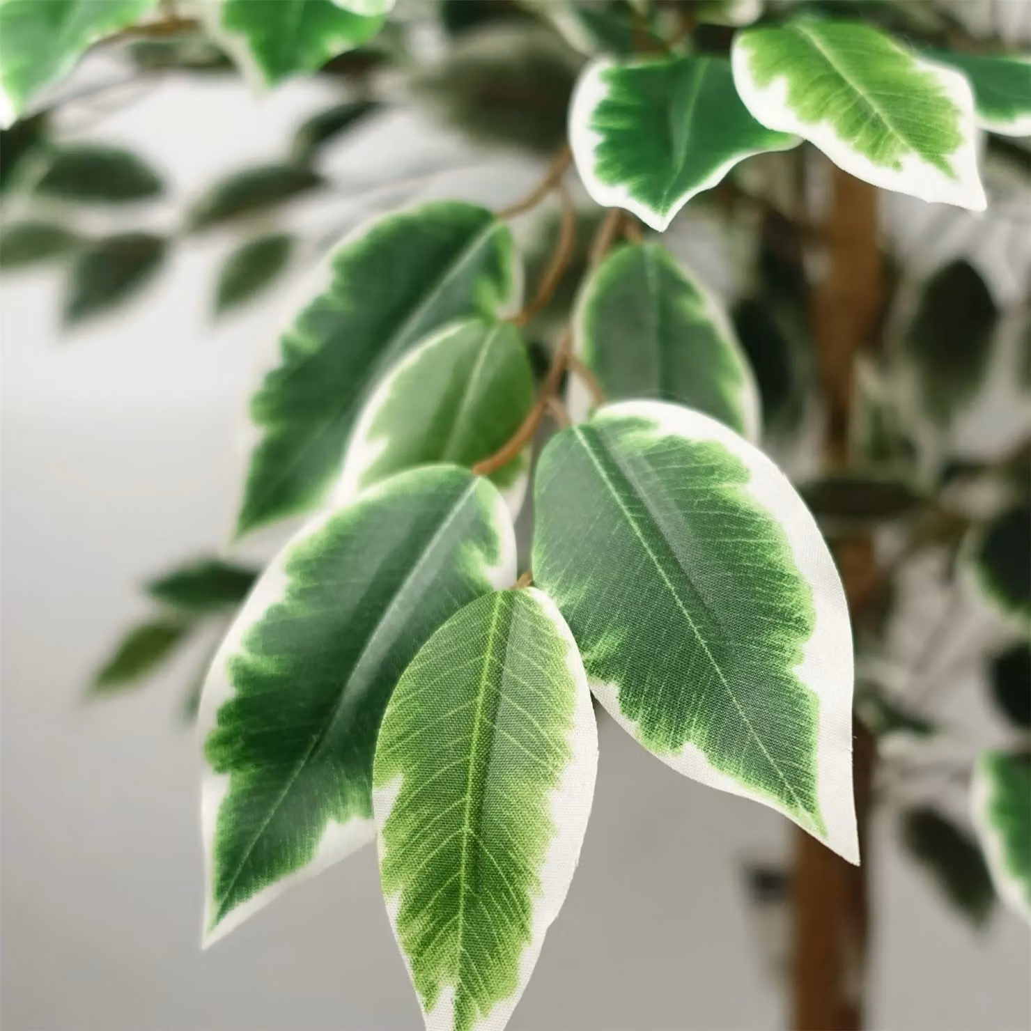 Leaf Green Artificial Silk Ficus Tree, Height: 150 cm – 2