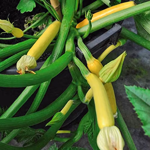 Thompson and Morgan Shooting Star F1 Hybrid Yellow Courgette Seeds (Approx. 8 Seeds)