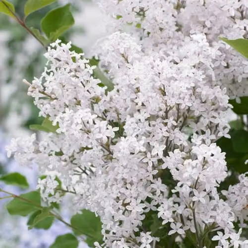 Thompson & Morgan Dwarf Lilac Flowerfesta White Syringa, Compact Reblooming Ornamental Shrub, 2 x 3 Litre Pots – 2