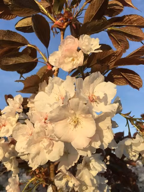 Direct Plants Prunus Fragrant Cloud Japanese Cherry Blossom Ornamental Tree, Pink, Height: 182.88 cm, 12 Litre Pot
