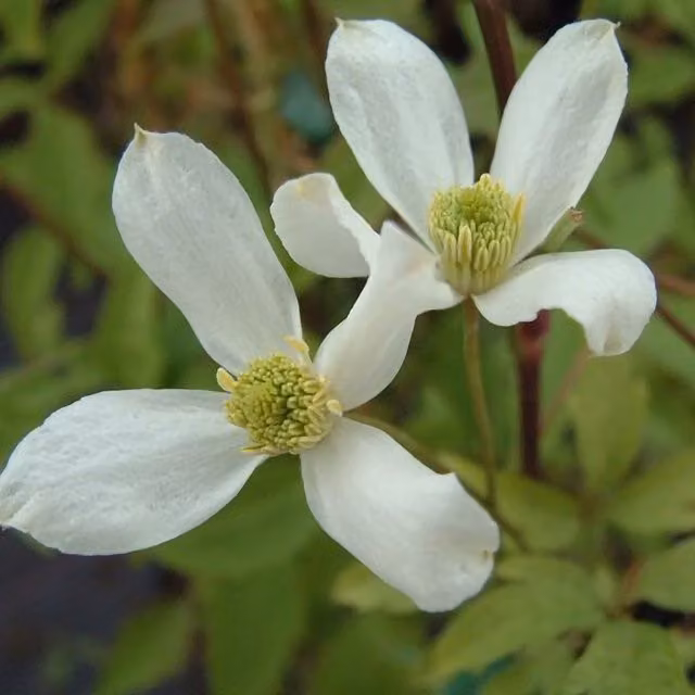 Plant Theory Clematis Montana Wilsonii White Flowering Climbing Vine Plant, Green