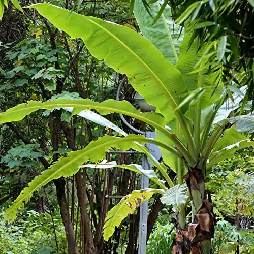 Thompson & Morgan Musa Basjoo Japanese Banana Palm Exotic Upright Evergreen Plant with Yellow Flowers, 3 x 10.5cm Pot – 3