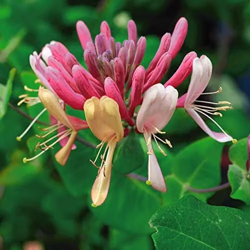 Thompson and Morgan Late Dutch Honeysuckle Lonicera periclymenum Serotina Climbing Shrub with Pink and White Fragrant Blooms, 1.7-Litre Potted Plant