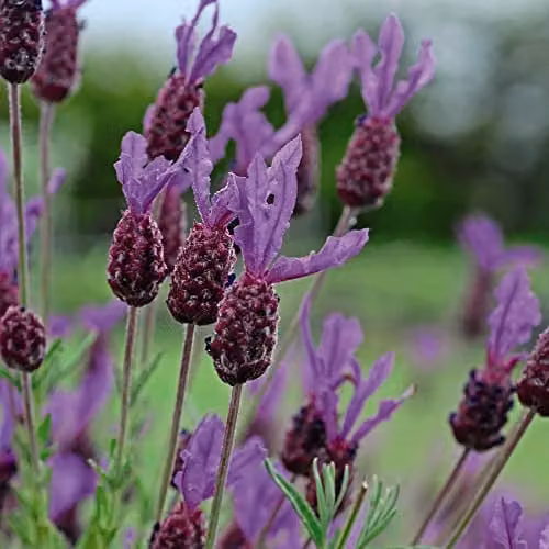 Thompson and Morgan French Lavender Spanish Lavender Lavandula stoechas Seeds, Purple Blooms, 1 Packet (Approx. 50 Seeds)