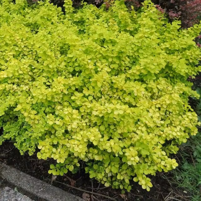 Marshalls Garden Berberis thunbergii Golden Horizon Yellow-Green Ornamental Shrub, 9cm, Yellow