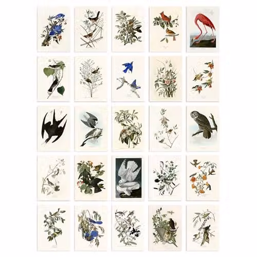Artery8 John James Audubon Birds of America Illustration Paper Poster, Multicolour, W: 10.5 cm, H: 14.8 cm – 1