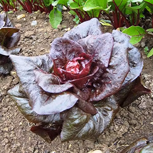 Thompson and Morgan Lettuce Intred Romaine Cos Seeds, 200 Seeds – 2
