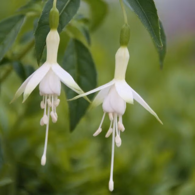 Set of 3 Plant Theory Fuchsia Bedding Plants in 9cm Pots, White