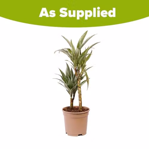 YouGarden Dracaena Warneckii Two Stem Indoor Houseplant with Striped Green and White Foliage in a 17cm Pot – 2